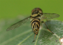 Allograpta neotropica