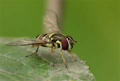 Allograpta neotropica