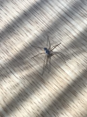Philodromus dispar