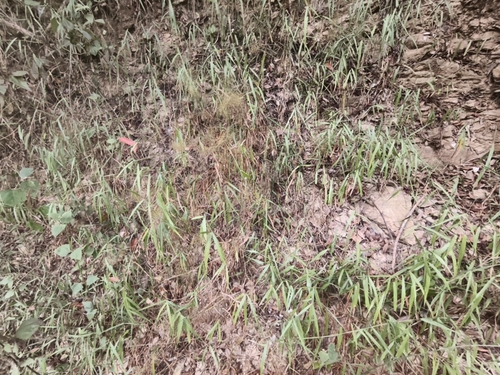 Panicum sarmentosum observed 2026-02-26