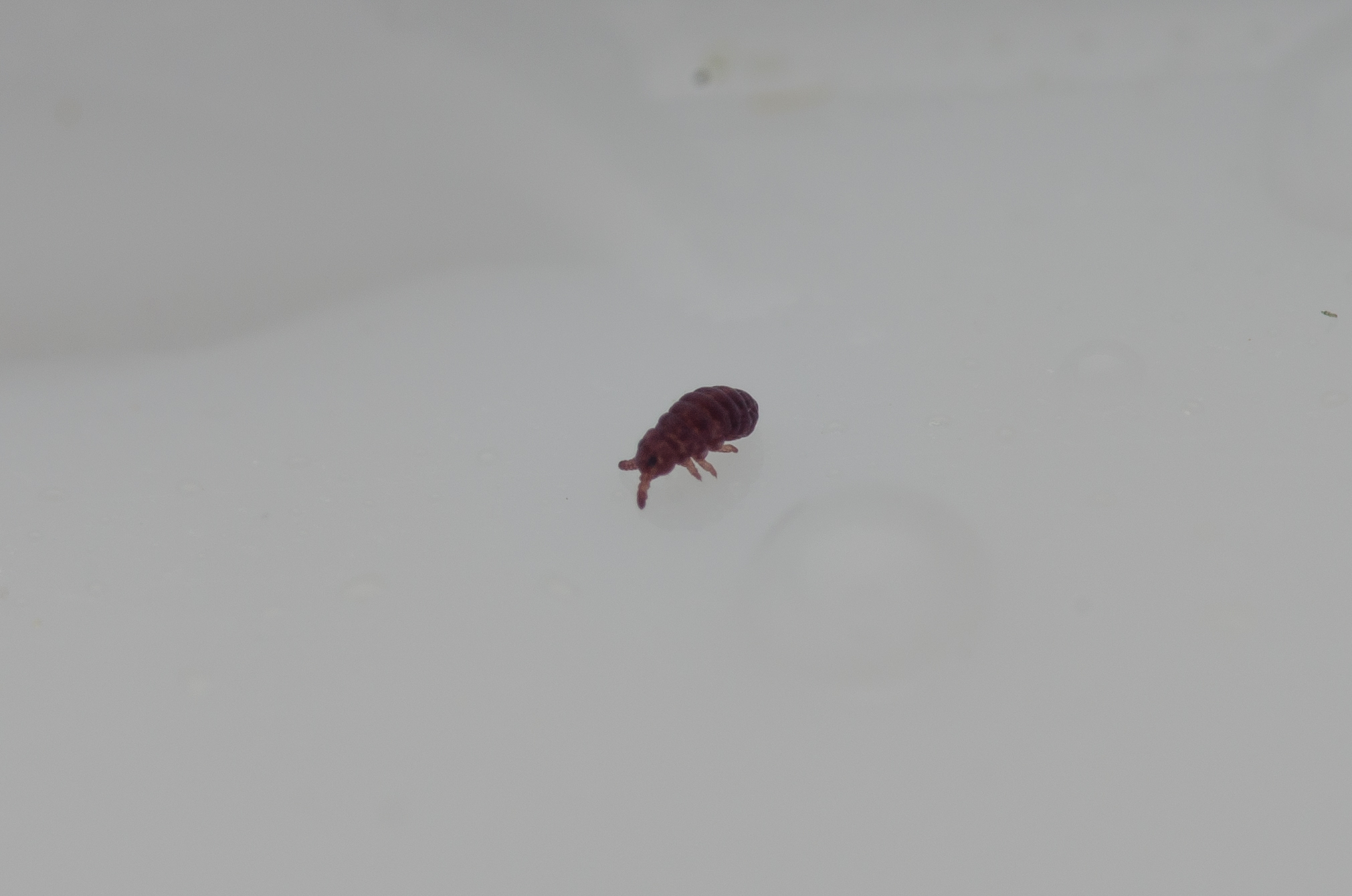 Brachystomella parvula (Schäffer, 1896)