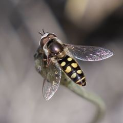 Austroscaeva