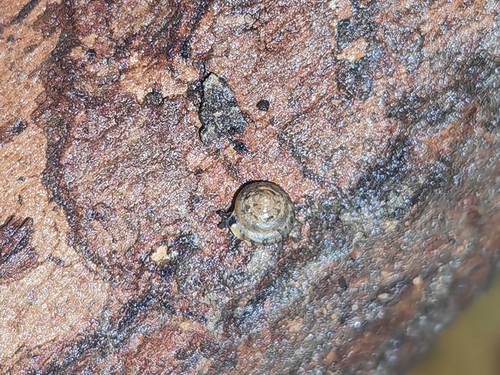 Kaliella depressa, 2026-02-26