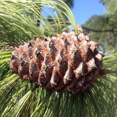 Cronartium conigenum