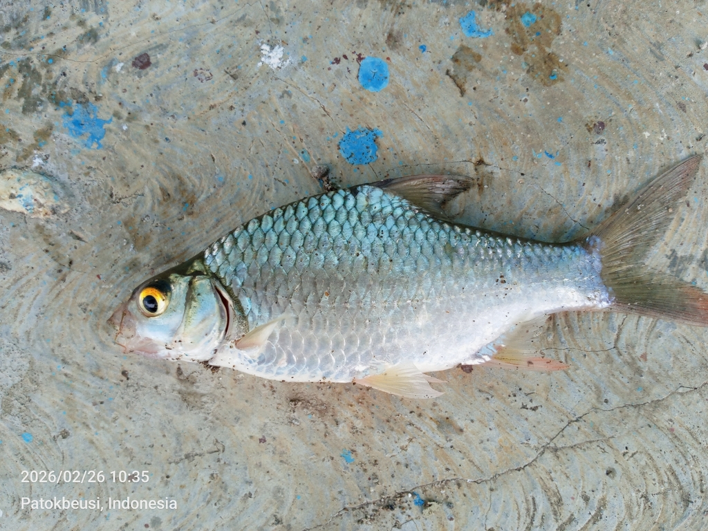 Barbonymus balleroides (Barbonymus balleroides)