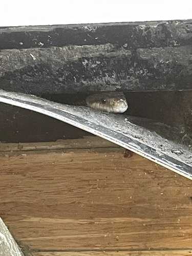 Western Ratsnake