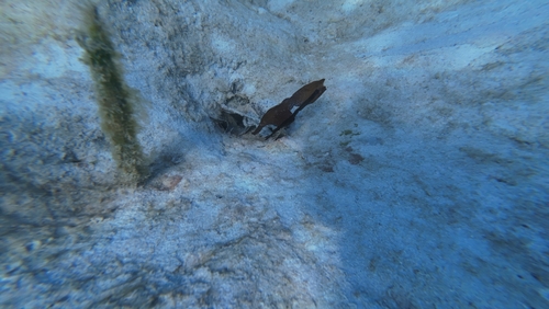 Robust Ghost Pipefish
