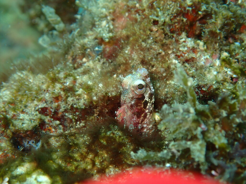 Bluntspine blenny (Acanthemblemaria exilispinus) — Chaenopsidae