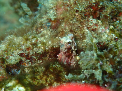 Bluntspine blenny (Acanthemblemaria exilispinus) — Chaenopsidae