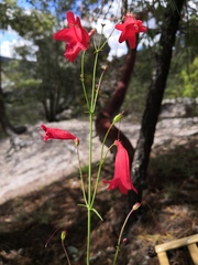 Penstemon miniatus apateticus