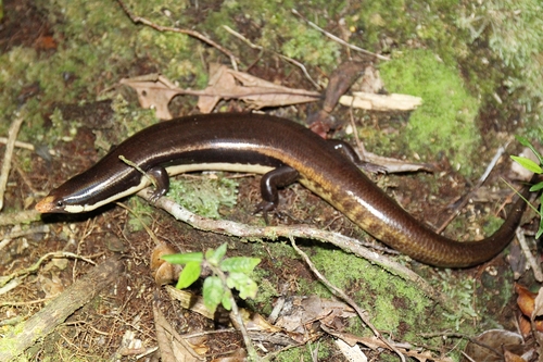 Sphenomorphus muelleri observed 2020-03-18