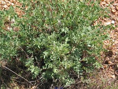 Coronilla repanda dura