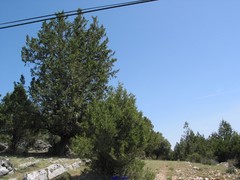 Juniperus thurifera
