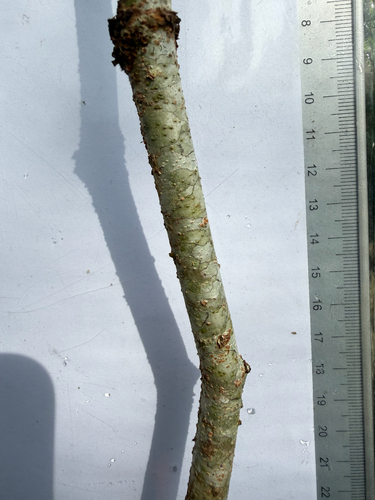 Intsia palembanica, photograph 5