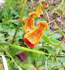 Calceolaria uniflora