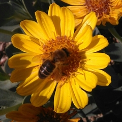 Apis mellifera