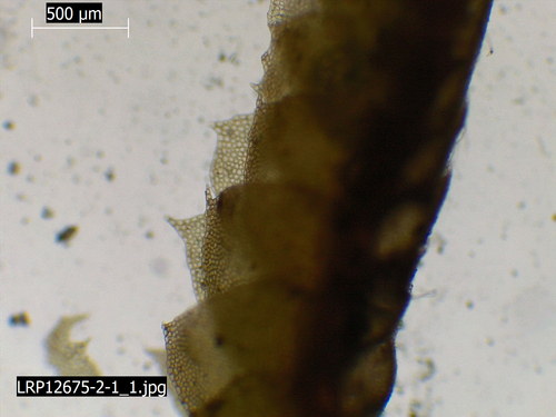 Heteroscyphus mononuculus
