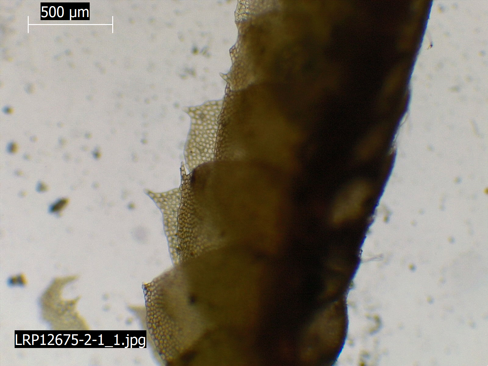 Heteroscyphus mononuculus