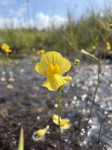 humped bladderwort (Utricularia gibba)