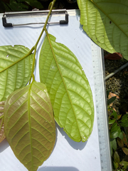 Eusideroxylon zwageri, photograph (c) Adam Kamal, some rights reserved (CC BY)