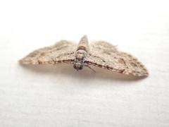 Sigilliclystis insigillata