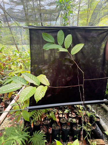 Eusideroxylon zwageri observed 2026-02-26