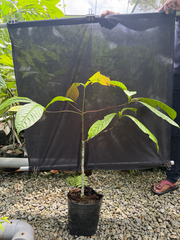 False Camphor (Alseodaphne)