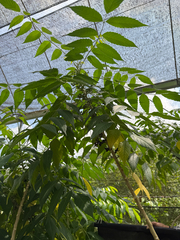 Brucea javanica, photograph (c) Adam Kamal, some rights reserved (CC BY)