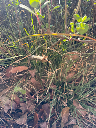 Fimbristylis cymosa observed 2026-02-25