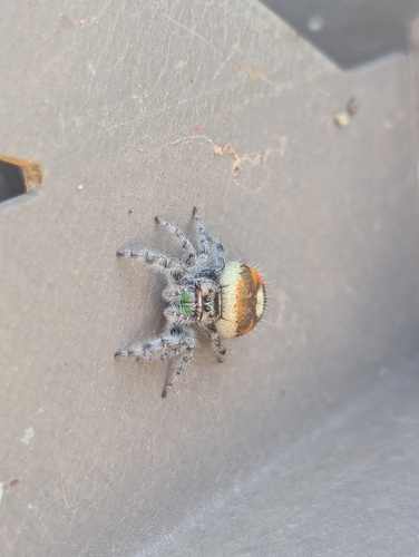 Phidippus californicus photo 2