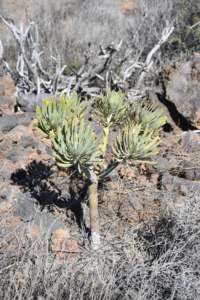 Senecio kleinia (L.) Less.