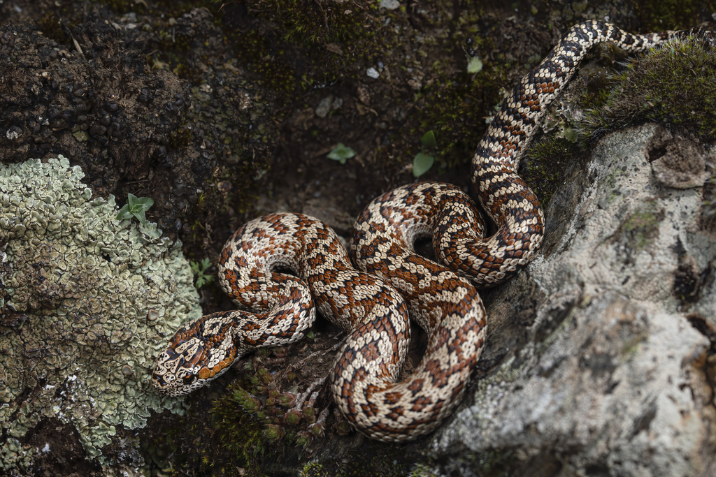 Red-Spotted Alpine Pit Viper