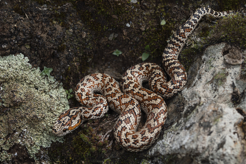 Gloydius rubromaculatus