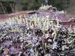 Cladonia borealis