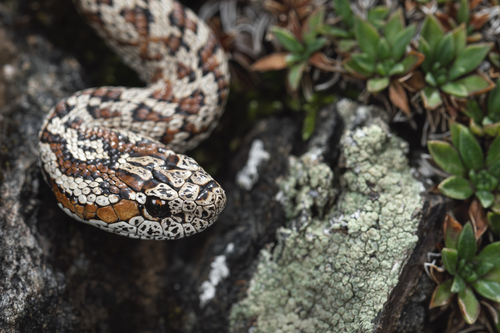 Gloydius rubromaculatus
