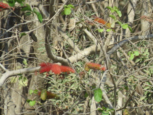 Combretum farinosum, photograph 6