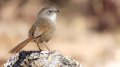 Rufous-Tailed Babbler photo 5