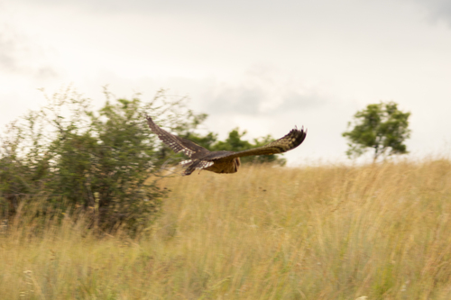 iNaturalist image