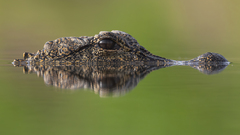 Chinese Alligator photo 2