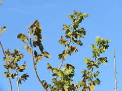 Bursera excelsa, photograph (c) Alexis López Hernández, some rights reserved (CC BY)