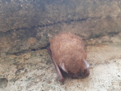 Tricolored Bat observed by alikchiopa