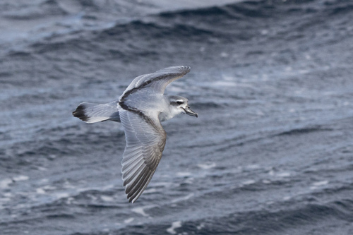 iNaturalist image