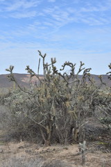 Cylindropuntia molesta molesta