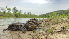 Chinese Alligator photo 3