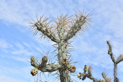 Cylindropuntia molesta molesta