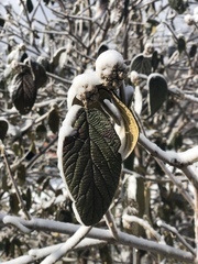 Viburnum × rhytidophylloides