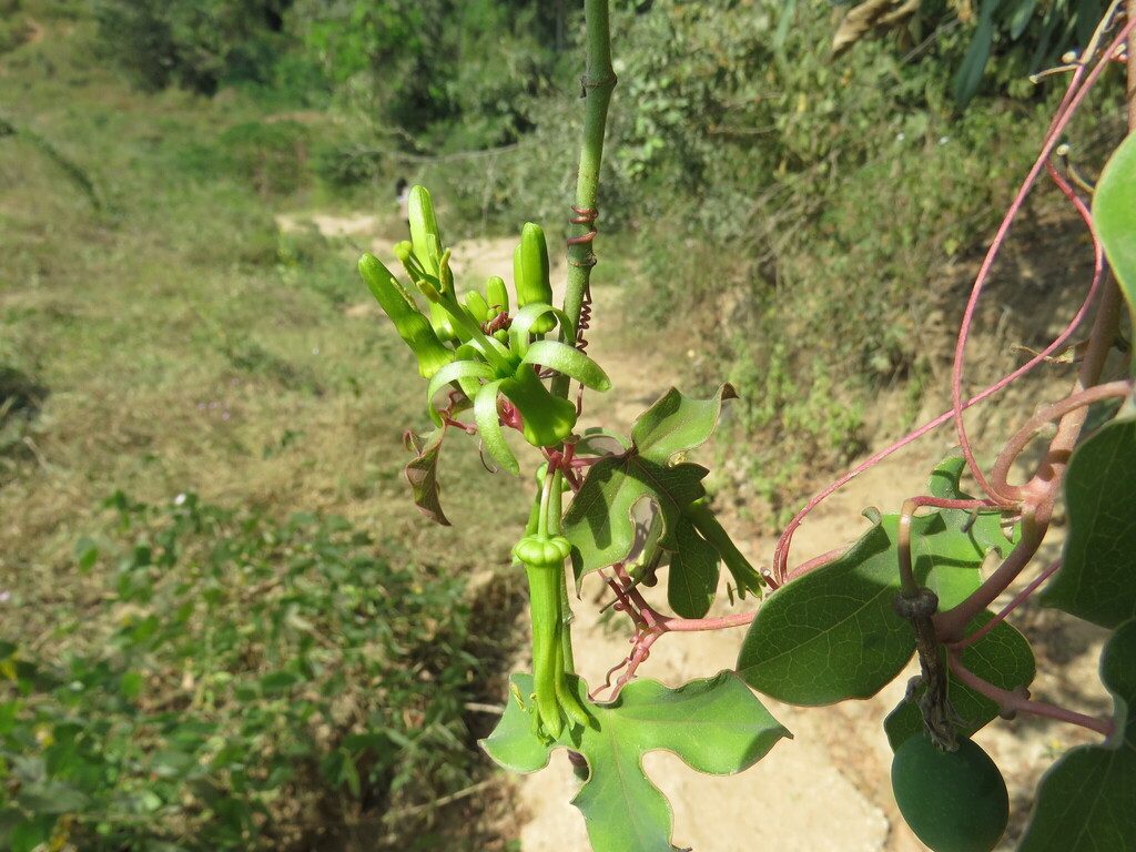 Passiflora viridiflora; photograph (c) Alexis López Hernández, some rights reserved (CC BY)