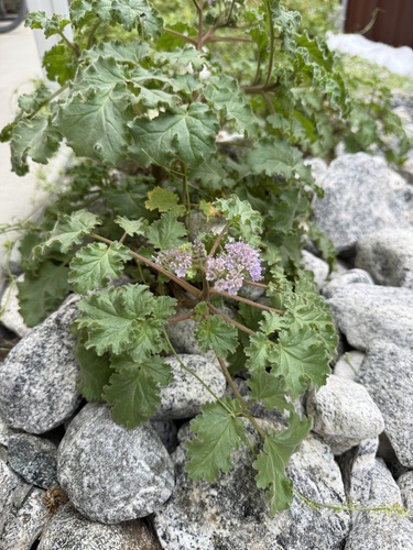 iNaturalist observation photo of pedicellate phacelia