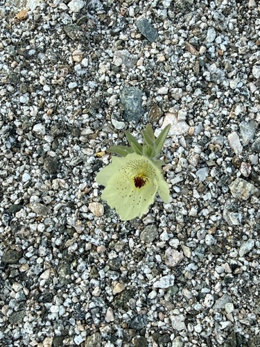 iNaturalist observation photo of ghost flower