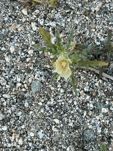 iNaturalist observation photo of sand blazingstar